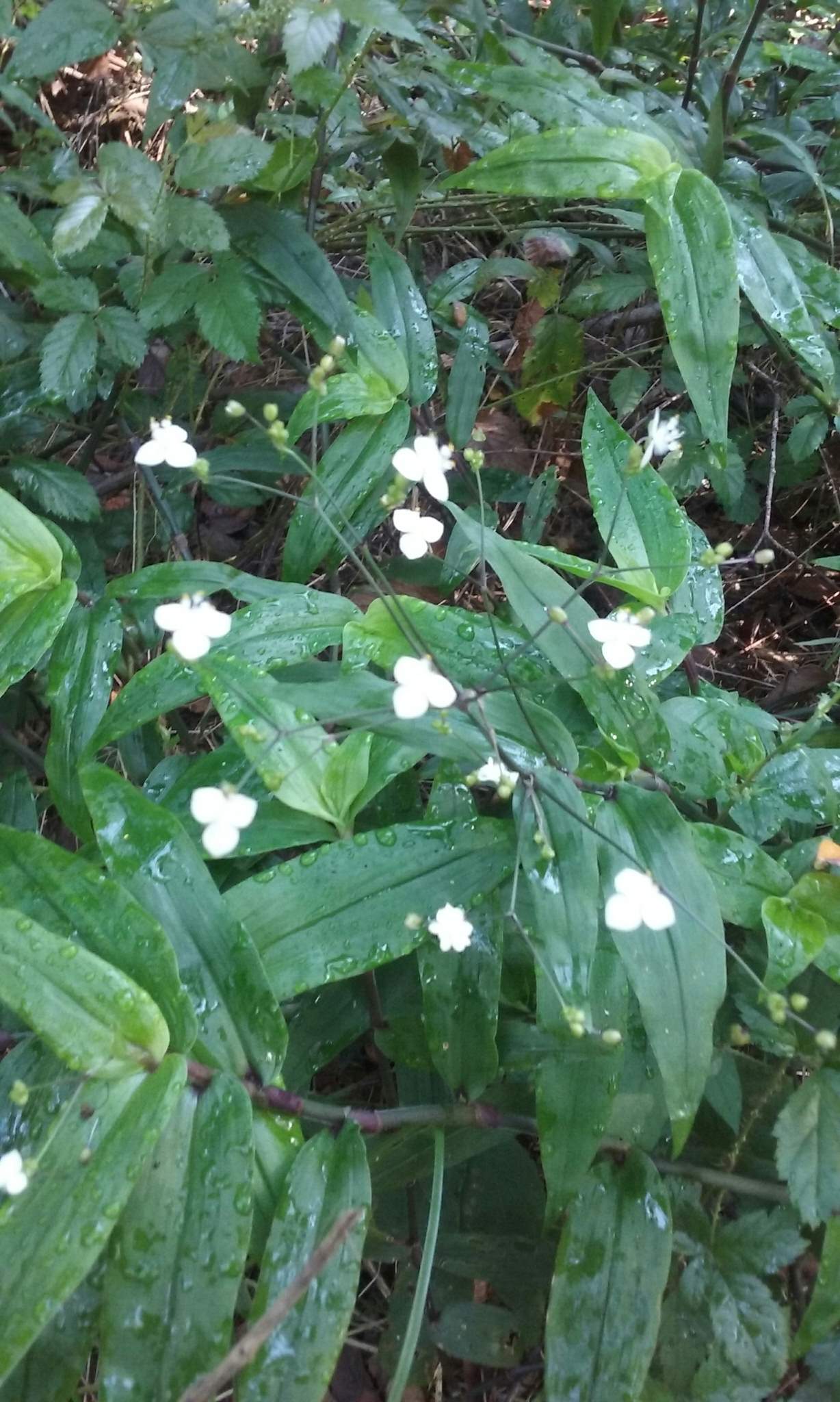 Gibasis pellucida